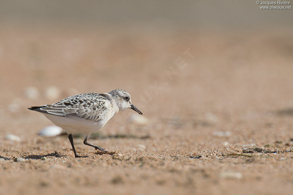 Sanderlingadult post breeding