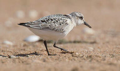 Bécasseau sanderling