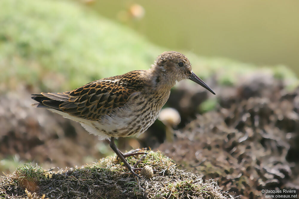 Bécasseau variable1ère année