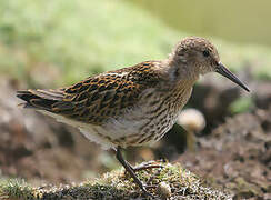 Dunlin