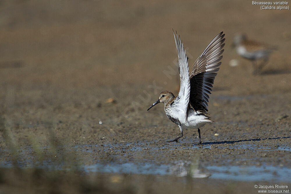 Dunlinadult breeding, identification, walking