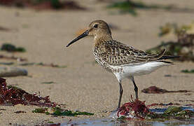 Dunlin