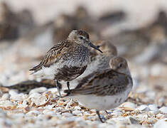 Dunlin