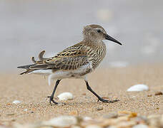 Dunlin