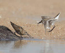 Dunlin