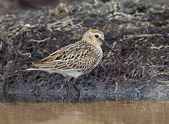 Dunlin