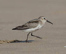 Dunlin