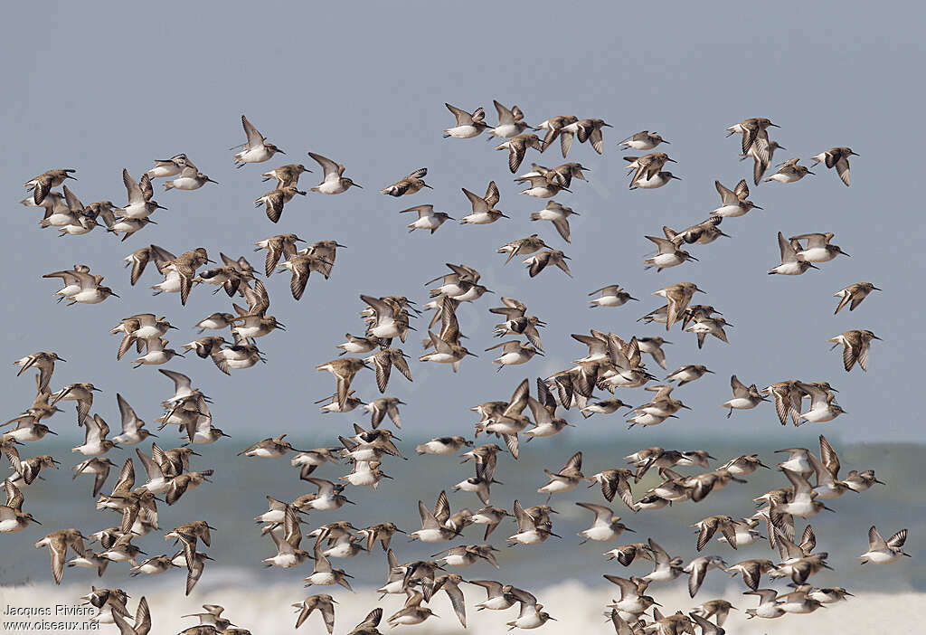 Dunlinadult post breeding, Flight