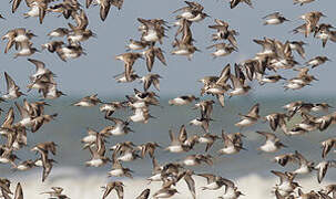 Dunlin