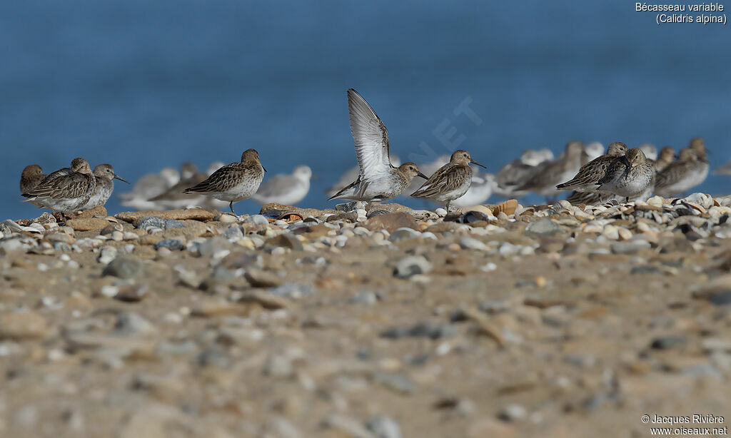 Dunlinadult post breeding