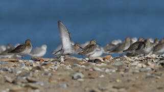 Dunlin