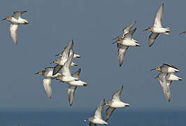 Dunlin