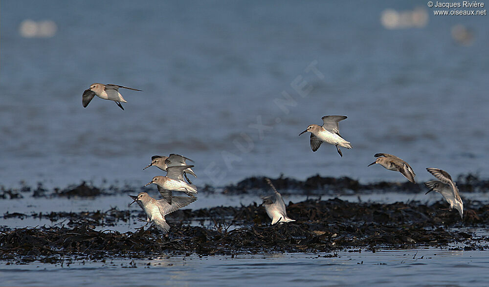 Dunlinadult post breeding, Flight