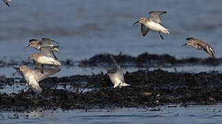 Dunlin