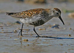 Dunlin