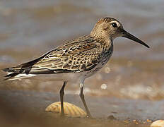 Dunlin