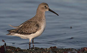 Dunlin