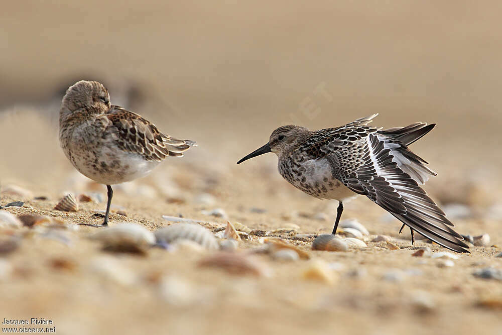 Dunlinadult post breeding, Behaviour