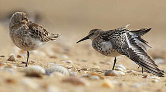 Dunlin