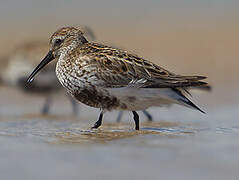 Dunlin