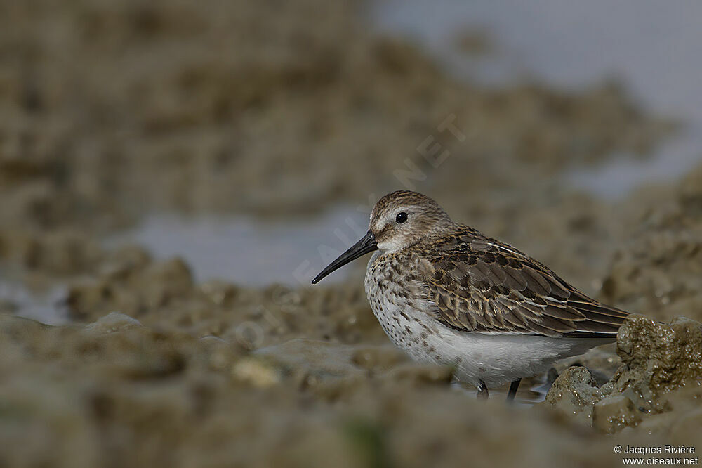 Dunlinadult post breeding