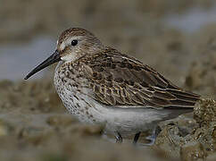 Dunlin