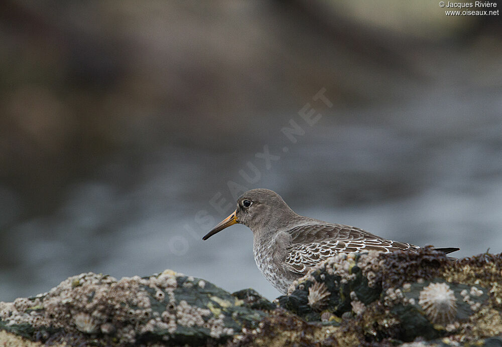 Purple Sandpiperadult post breeding