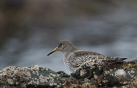 Purple Sandpiper