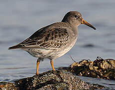 Purple Sandpiper