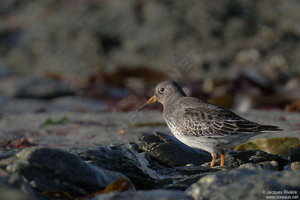 Purple Sandpiperadult post breeding