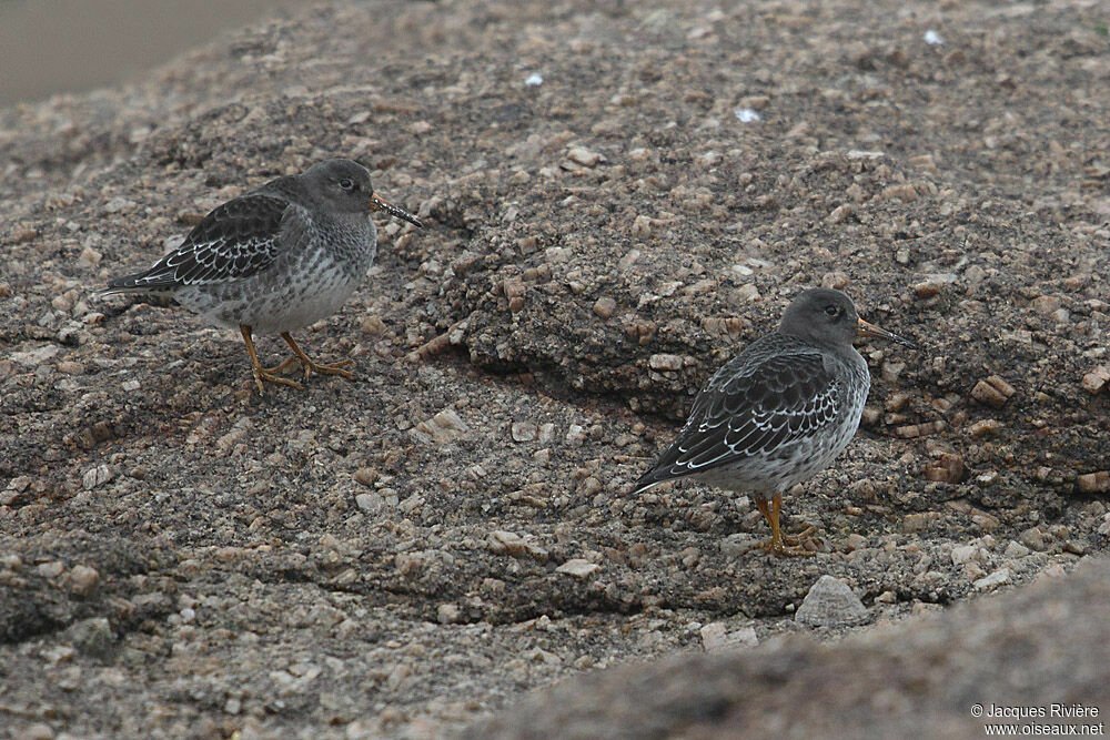 Purple Sandpiperadult post breeding