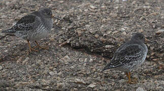 Purple Sandpiper