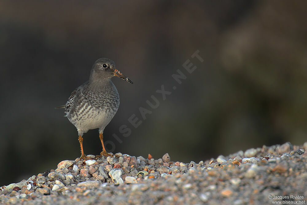 Purple Sandpiperadult post breeding