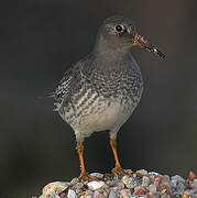 Purple Sandpiper