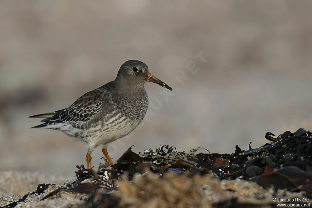 Purple Sandpiperadult post breeding