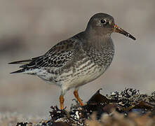 Purple Sandpiper