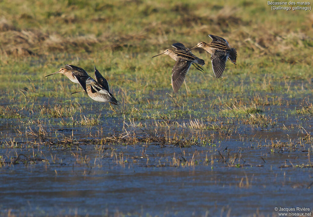 Common Snipeadult, Flight