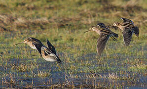 Common Snipe