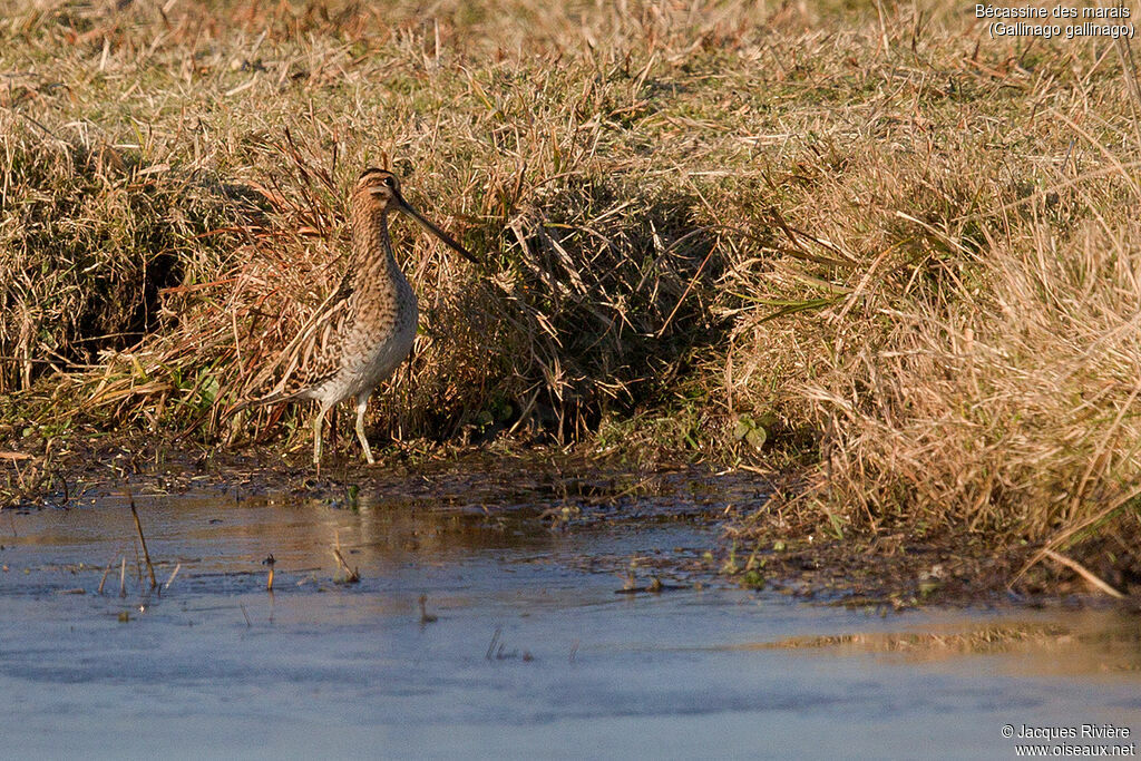 Common Snipeadult breeding, identification, walking