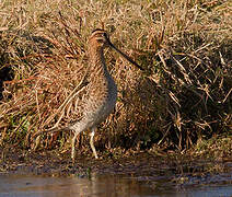 Common Snipe