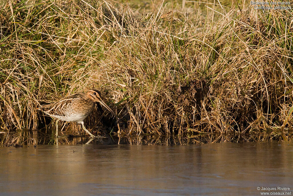 Common Snipeadult breeding, identification, walking