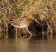 Common Snipe