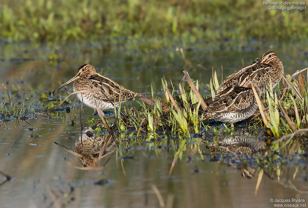 Common Snipeadult breeding, identification