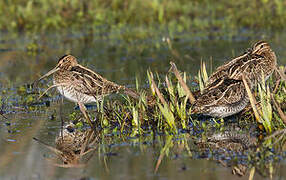 Common Snipe