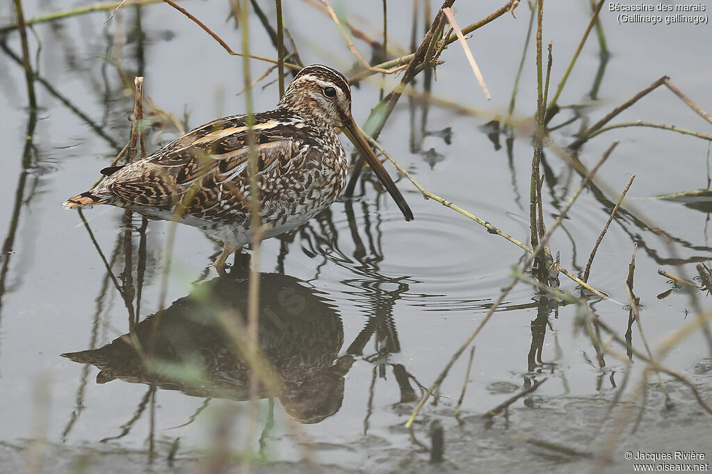 Common Snipeadult post breeding, identification