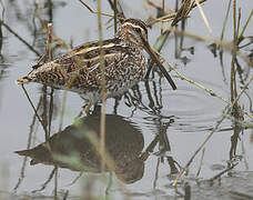 Common Snipe