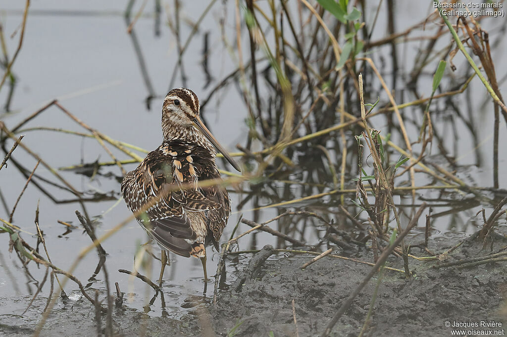 Common Snipeadult post breeding, identification