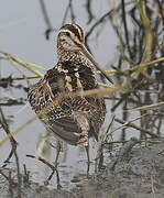 Common Snipe