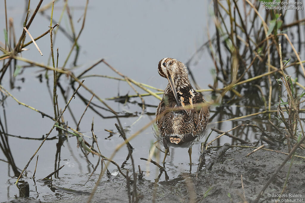 Common Snipeadult post breeding, identification, care