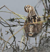 Common Snipe